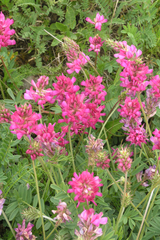 Onobrychis biebersteinii