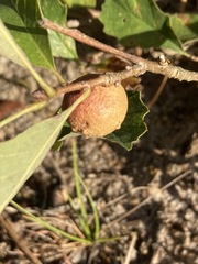 Disholcaspis quercusglobulus