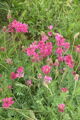 Onobrychis biebersteinii