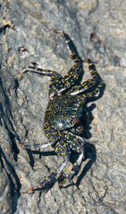 Grapsus grapsus