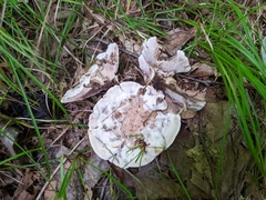 Phellodon confluens