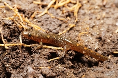 Desmognathus
