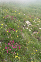 Onobrychis biebersteinii