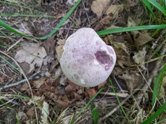 Tylopilus rubrobrunneus