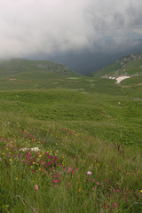 Onobrychis biebersteinii