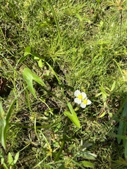 Sagittaria montevidensis