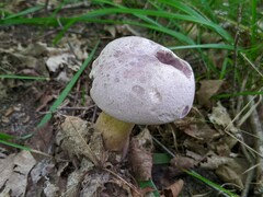 Tylopilus rubrobrunneus