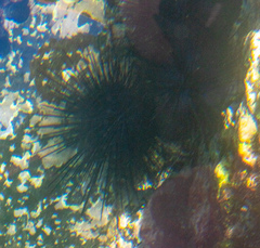 Centrostephanus coronatus