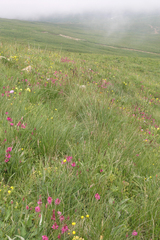 Onobrychis biebersteinii