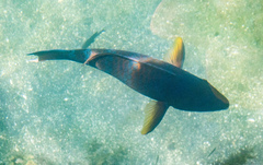 Holacanthus passer