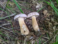 Tylopilus rubrobrunneus
