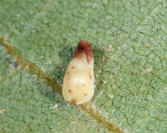 Caryomyia recurvata