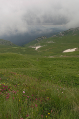 Onobrychis biebersteinii