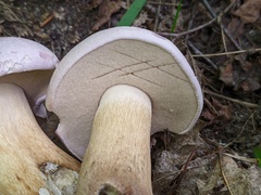 Tylopilus rubrobrunneus