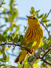 Setophaga petechia aureola