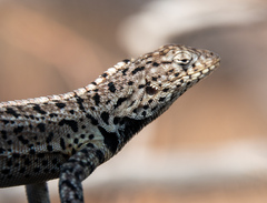 Microlophus albemarlensis