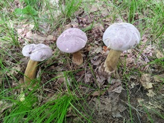 Tylopilus rubrobrunneus