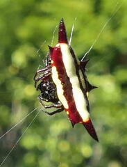Gasteracantha fornicata