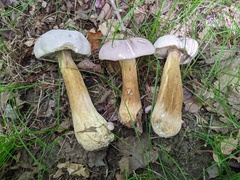 Tylopilus rubrobrunneus