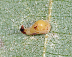 Caryomyia recurvata