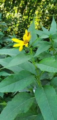 Helianthus tuberosus