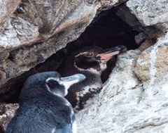 Spheniscus mendiculus