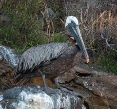 Pelecanus occidentalis urinator