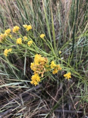 Euthamia occidentalis