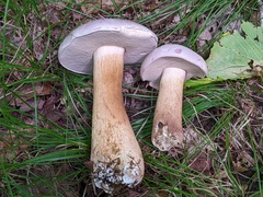 Tylopilus rubrobrunneus
