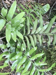 Asplenium oblongifolium