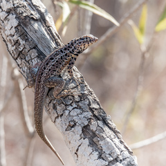 Microlophus albemarlensis