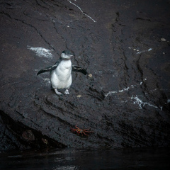 Spheniscus mendiculus