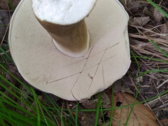 Tylopilus rubrobrunneus