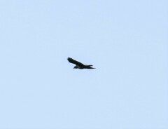 Corvus