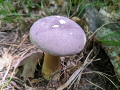 Tylopilus rubrobrunneus