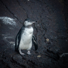 Spheniscus mendiculus