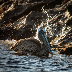 Pelecanus occidentalis urinator