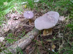 Tylopilus rubrobrunneus