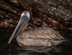 Pelecanus occidentalis urinator
