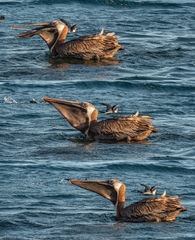 Pelecanus occidentalis urinator