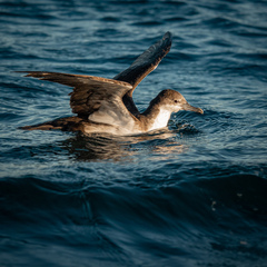 Puffinus subalaris