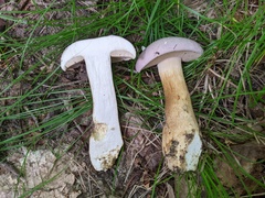 Tylopilus rubrobrunneus