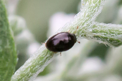 Phalacridae