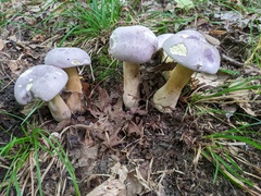 Tylopilus rubrobrunneus