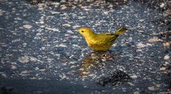 Setophaga petechia aureola