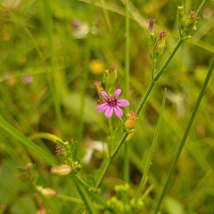 Cuphea