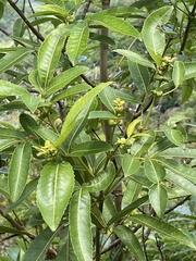 Pterophylla samoensis