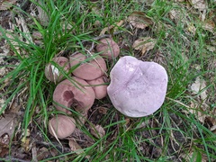 Tylopilus rubrobrunneus