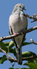 Geopelia placida