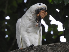 Cacatua goffiniana × Cacatua sulphurea